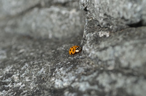 Ladybug nestled on a rock in Sooke, BC